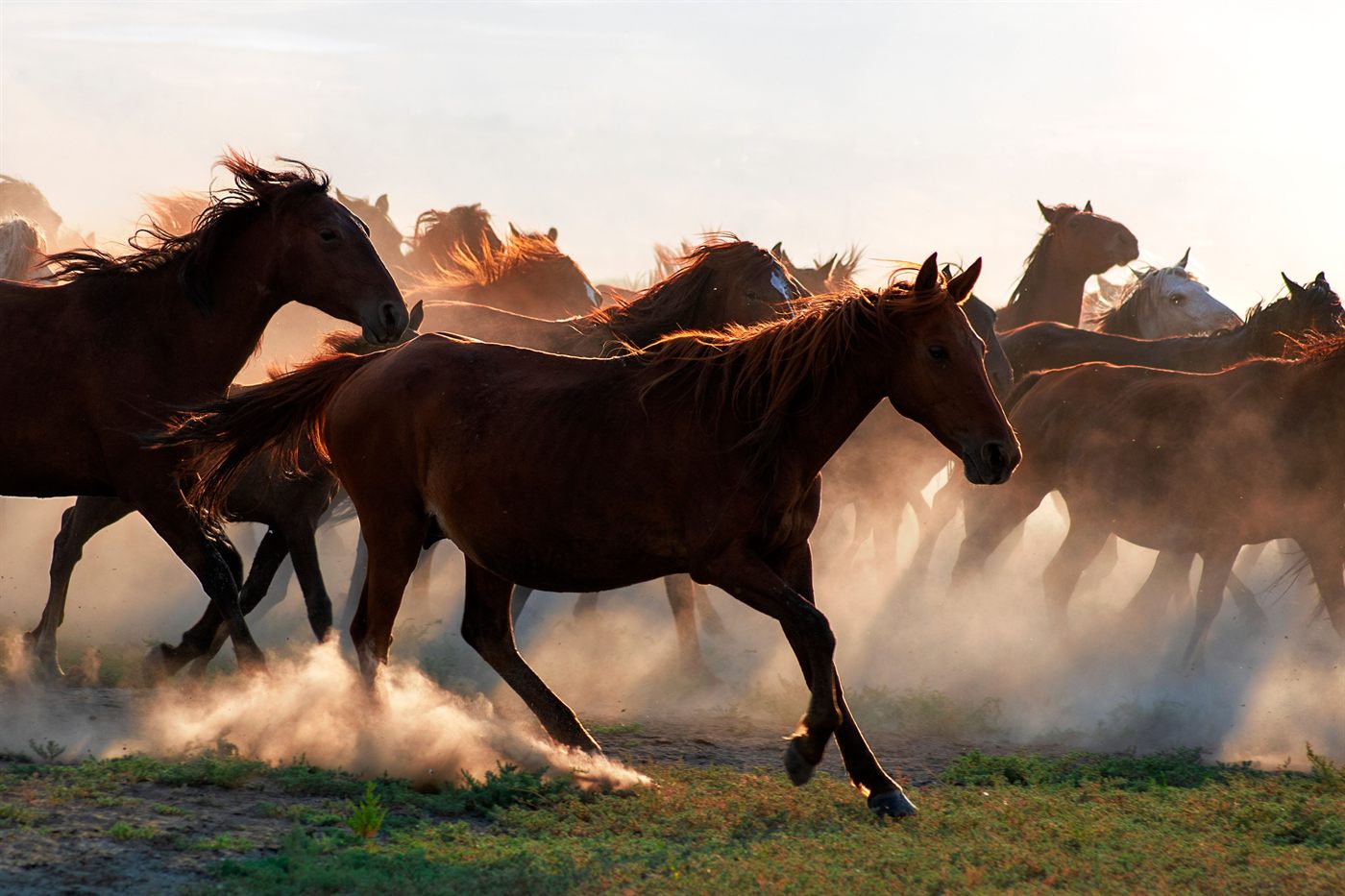 A herd of horses running together in dust