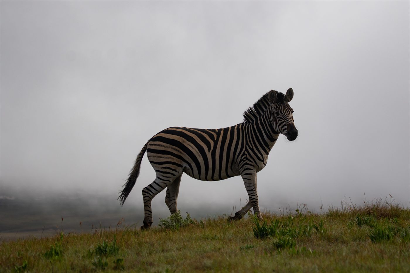 A single zebra standing alone on a ridge